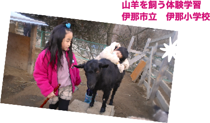 山羊を飼う体験学習 伊那市立 伊那小学校